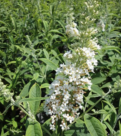 Butterfly Bush Silver Frost